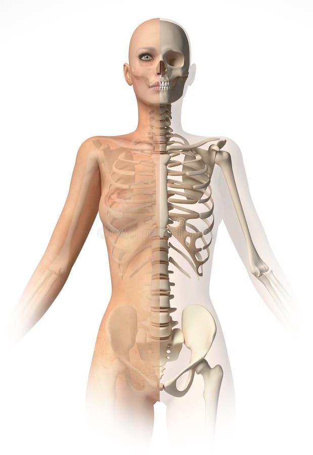 Woman Body With Bone Skeleton Back View Stock Illustration Illustration Of Education Chart 21942747