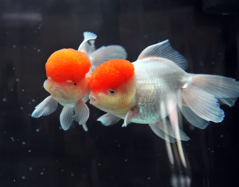 Nakrętki goldfish oranda czerwień zdjęcie stock