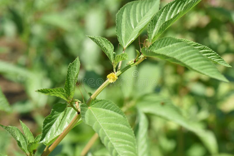 Nalta jute flowers.