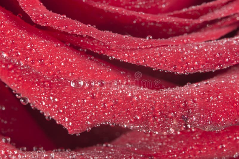 Nam bloemfragment met waterdalingen toe royalty-vrije stock afbeeldingen