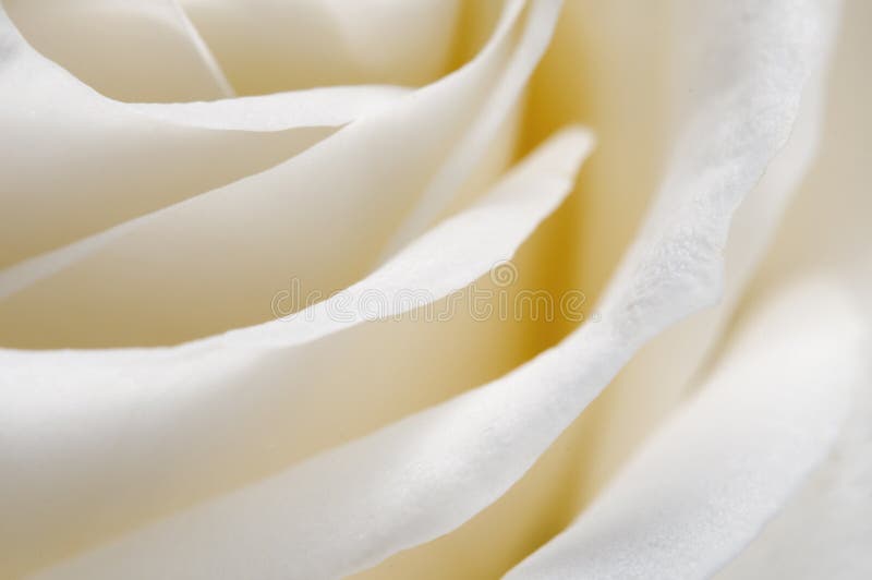 Nam bloemfragment toe royalty-vrije stock foto