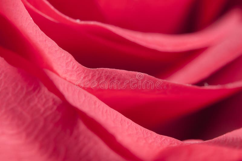 Nam bloemfragment toe royalty-vrije stock afbeelding