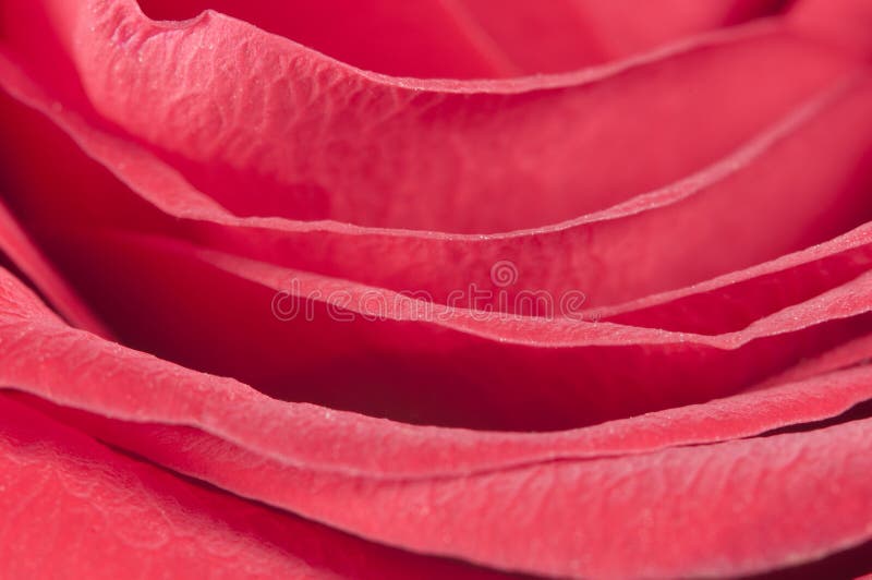 Nam bloemfragment toe stock afbeelding