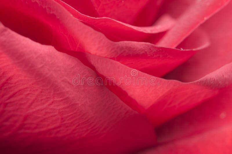 Nam bloemfragment toe royalty-vrije stock foto