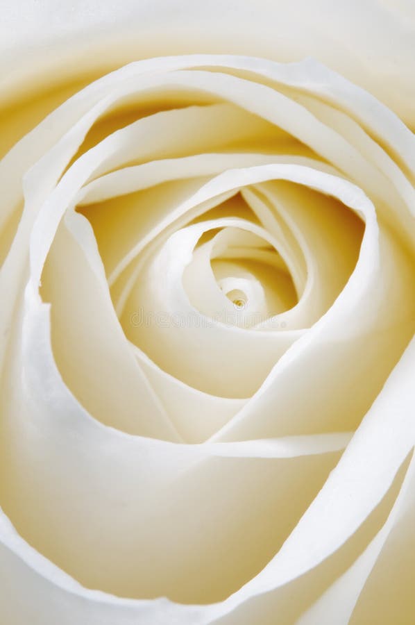 Nam bloemfragment toe royalty-vrije stock foto