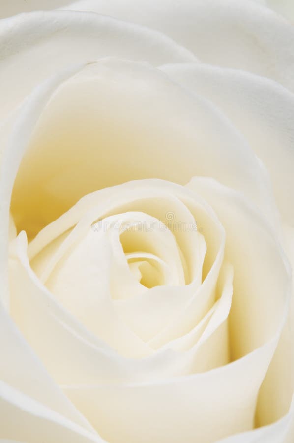 Nam bloemfragment toe stock afbeeldingen