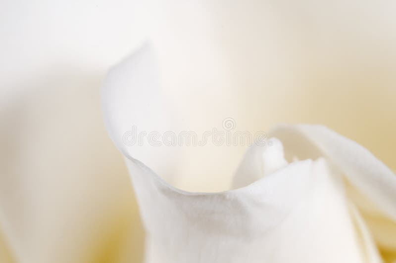 Nam bloemfragment toe stock foto's