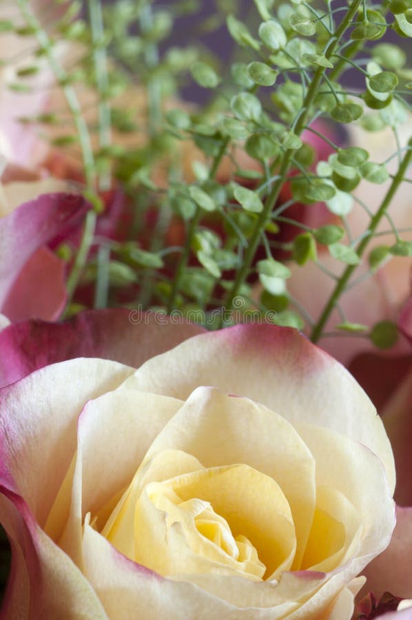 Nam bloemmacro toe royalty-vrije stock afbeeldingen