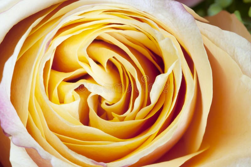 Nam bloemmacro toe stock afbeeldingen