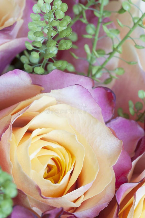 Nam bloemmacro toe stock afbeelding