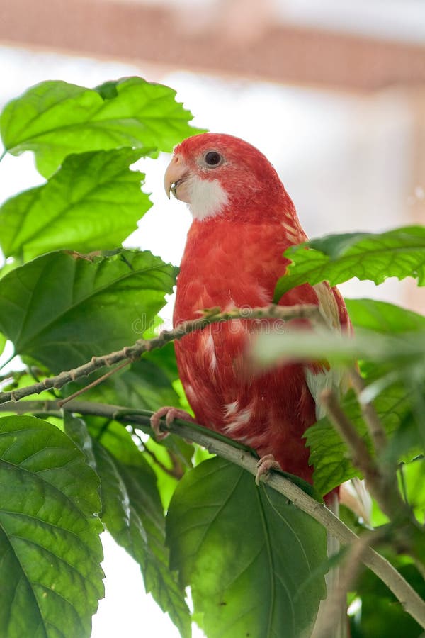 Nam de de kleuren robijnrode zitting van de Rosellapapegaai op een tak van een Chinees toe stock afbeelding Nam de de kleuren robijnrode zitting van de Rosellapapegaai op een tak van een Chinees toe stock afbeelding