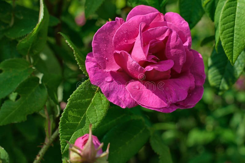 Nam struikbloemen op green doorbladert achtergrondafbeelding voor prentbriefkaaren, achtergronden, giften en ander doel toe mooie stock foto's Nam struikbloemen op green doorbladert achtergrondafbeelding voor prentbriefkaaren, achtergronden, giften en ander doel toe mooie stock foto's
