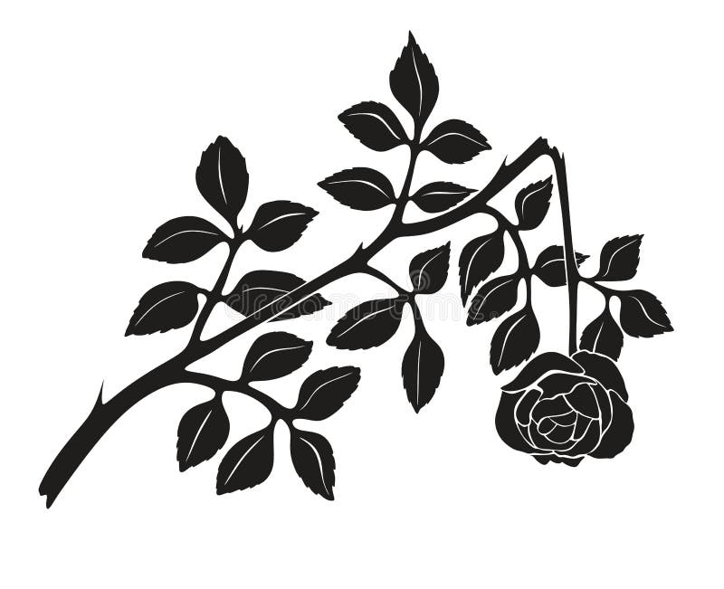 Illustration of beautiful black and white rose with thorns. Illustration of beautiful black and white rose with thorns