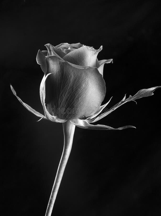 Nam toe stock fotografie