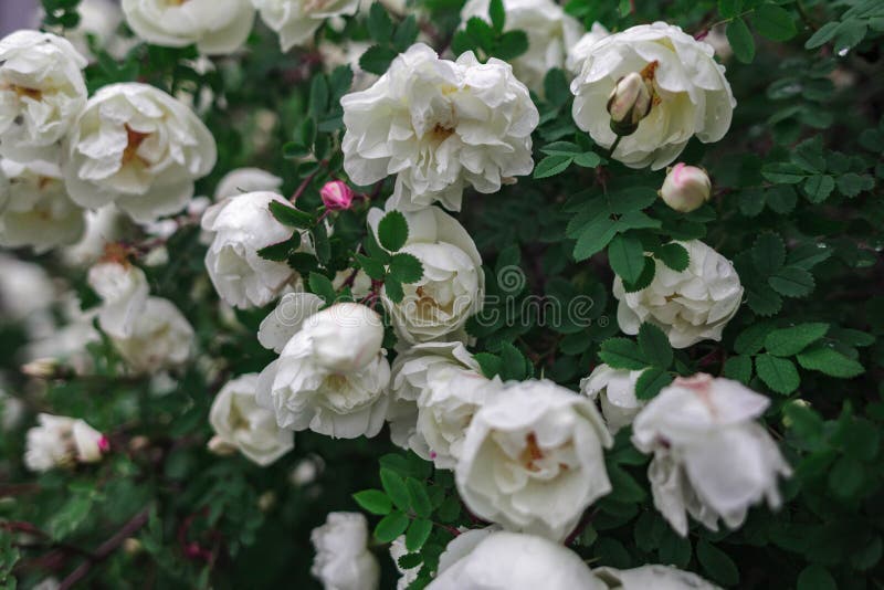 Nam toe, bloemen, installaties, struik, greens, bloemen royalty-vrije stock afbeelding Nam toe, bloemen, installaties, struik, greens, bloemen royalty-vrije stock afbeelding