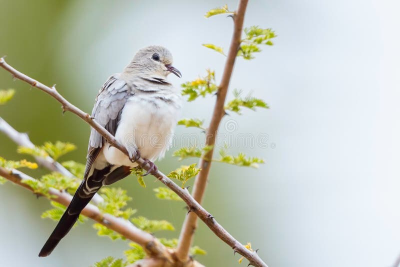 Namaqua Dove - Female