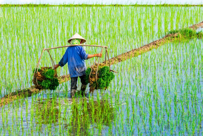 NAMDINH, VIETNAM - JULY 13, 2014 - An unidentified woman carrying rice bundles to the fields on her shoulder pole. royalty free stock image NAMDINH, VIETNAM - JULY 13, 2014 - An unidentified woman carrying rice bundles to the fields on her shoulder pole. royalty free stock image