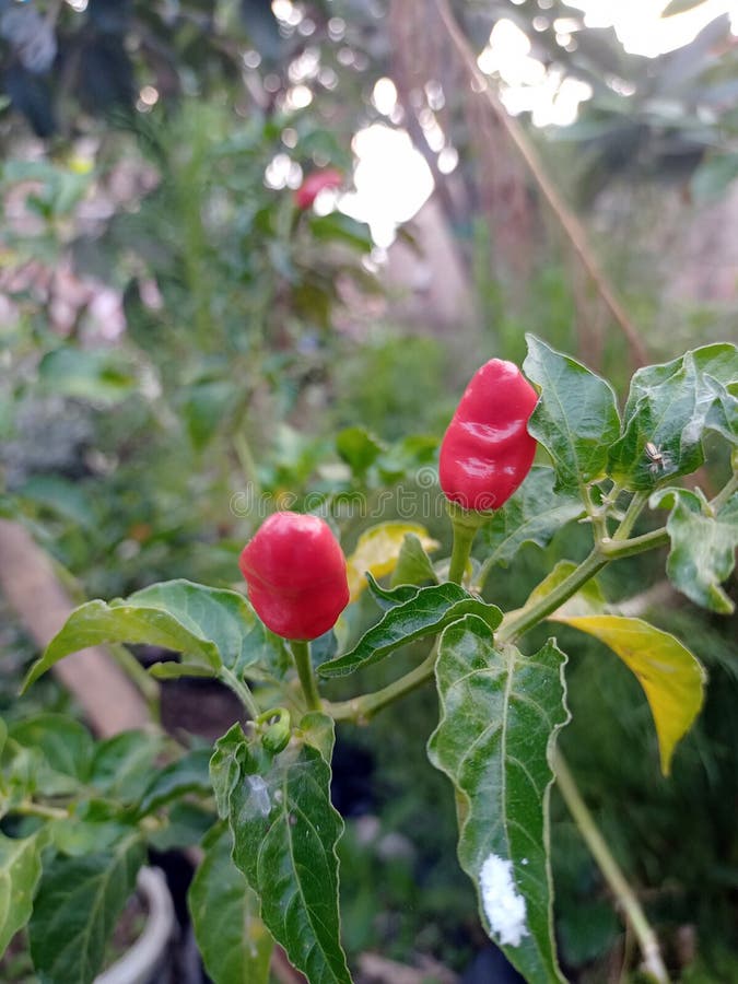 The Name of these Plants is Chile Pepper. Scientific Name is Capsicum