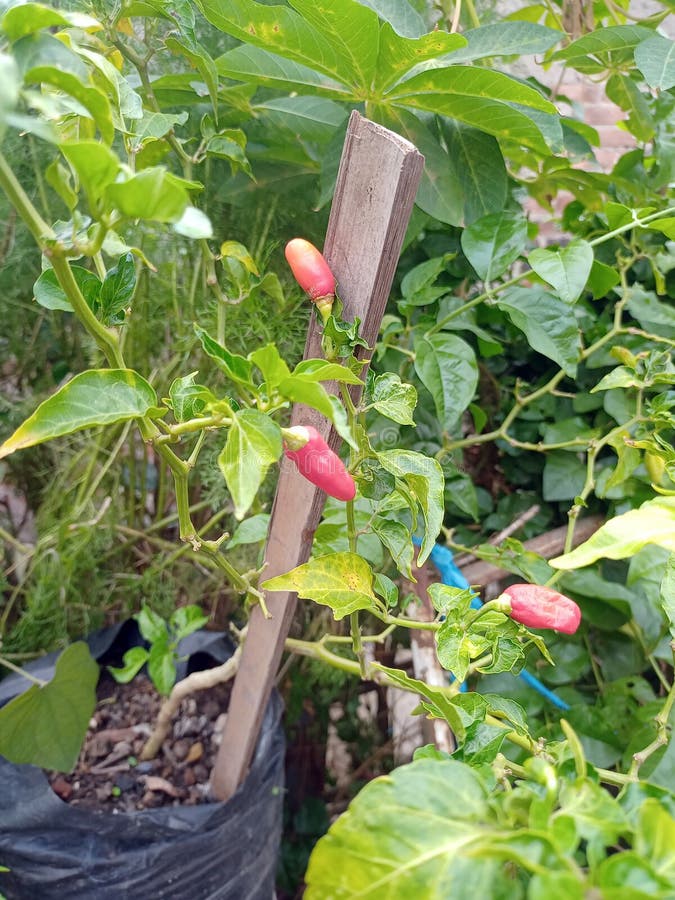 The Name of these Plants is Chile Pepper. Scientific Name is Capsicum