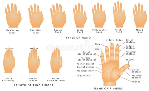 Fingers Names Stock Illustrations – 30 Fingers Names Stock ...