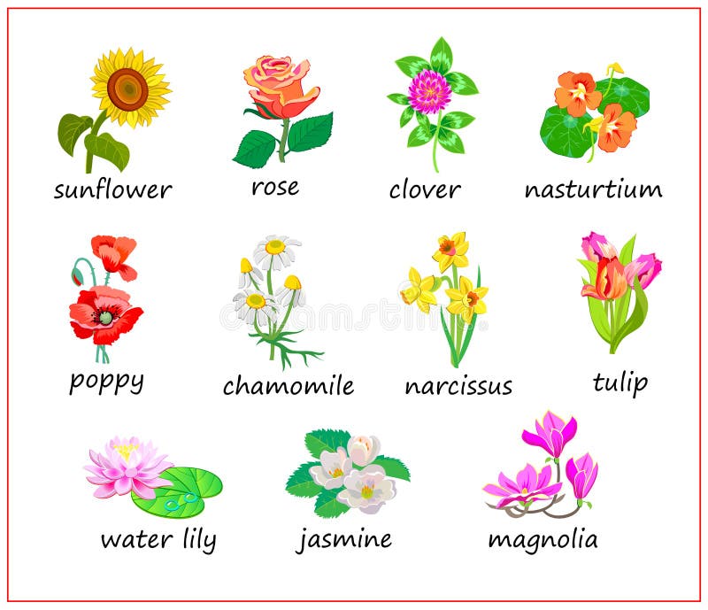 Flowers Names Stock Illustrations – 459 Flowers Names Stock Illustrations,  Vectors & Clipart - Dreamstime