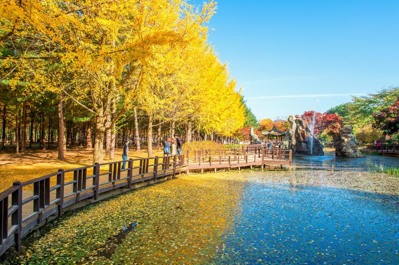 NAMI ISLAND,KOREA - OCT 25: Tourists taking photos of the beautiful scenery in autumn around Nami Island. Photo taken on October 25,2015 in seoul,South Korea. NAMI ISLAND,KOREA - OCT 25: Tourists taking photos of the beautiful scenery in autumn around Nami Island. Photo taken on October 25,2015 in seoul,South Korea.