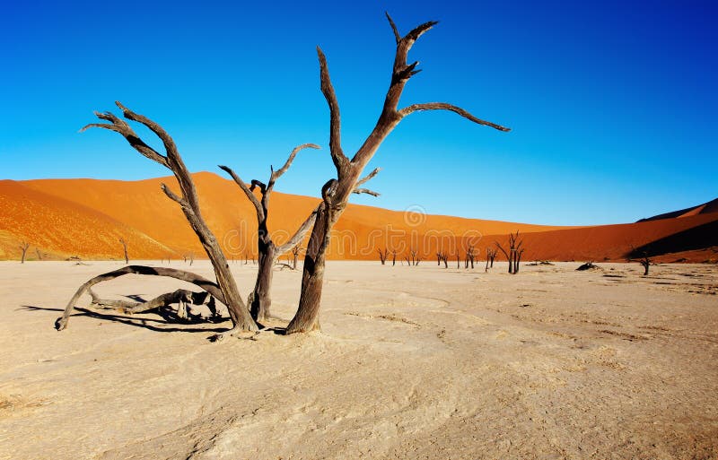 namib desert obrazy royalty free namib desert obrazy royalty free
