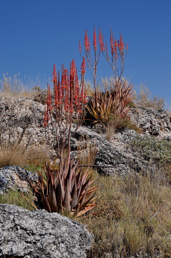 Namibia: Flora at the boarder of the Etosha salt pans stock image