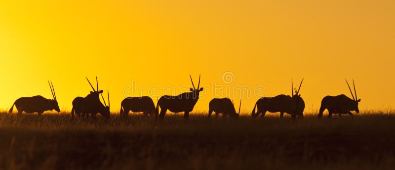 Rebano de (antílopes alces) sobre el atardecer en en.