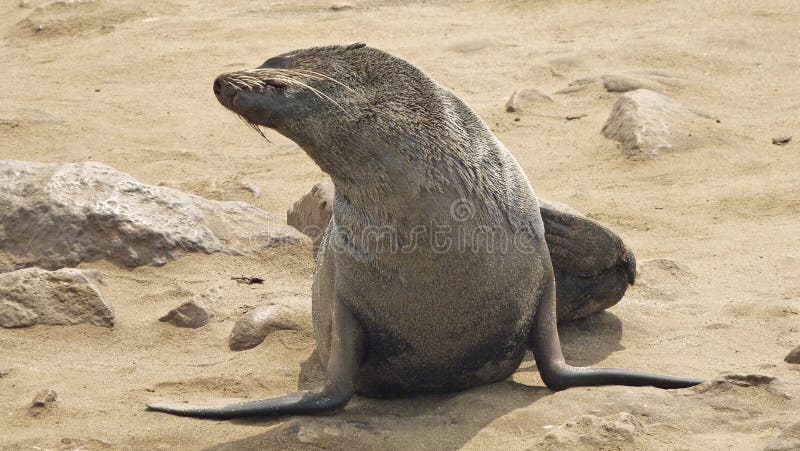 Namibia, Skeleton Küste lizenzfreies stockfoto Namibia, Skeleton Küste lizenzfreies stockfoto
