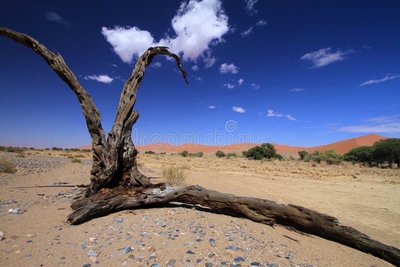 Namibia WÃ¼ste Namib stock image. Image of baum, wafrac14 33999063