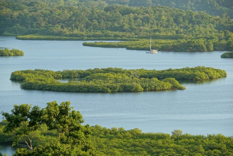 Namorzynowa wyspa w archipelagu Bocas del Toro