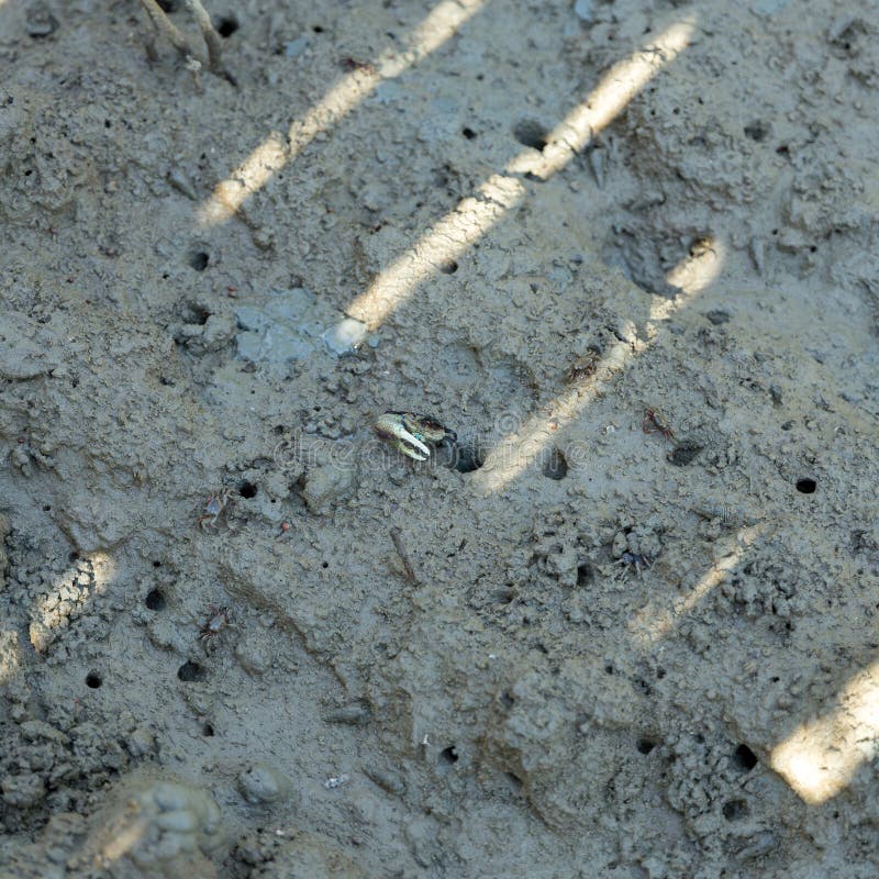 Namorzynowy kraba karmienie na mudflats podczas niskiego przypływu Sesarma mederi fotografia royalty free Namorzynowy kraba karmienie na mudflats podczas niskiego przypływu Sesarma mederi fotografia royalty free