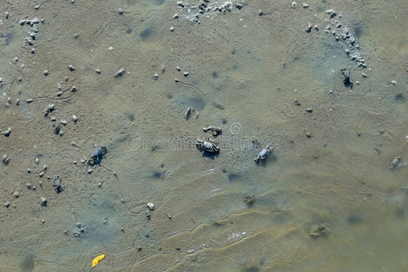 Namorzynowy kraba karmienie na mudflats podczas niskiego przypływu Sesarma mederi zdjęcie stock Namorzynowy kraba karmienie na mudflats podczas niskiego przypływu Sesarma mederi zdjęcie stock