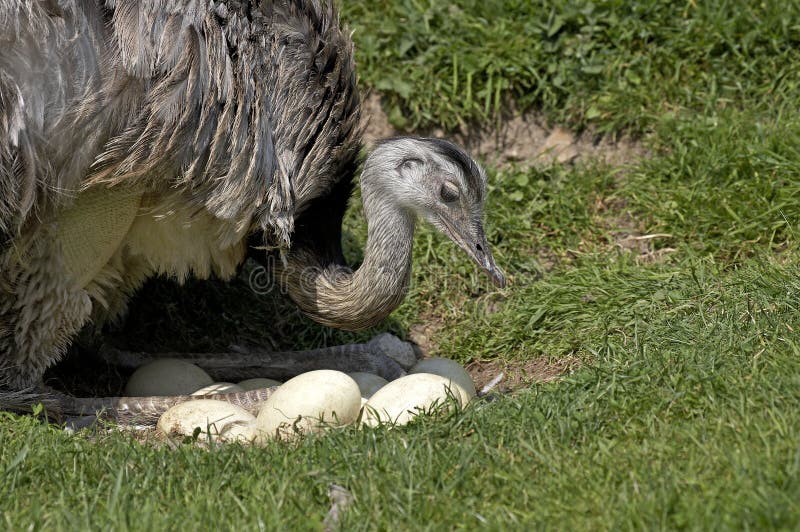 Rhea Eggs Photos - Free &amp; Royalty-Free Stock Photos from Dreamstime