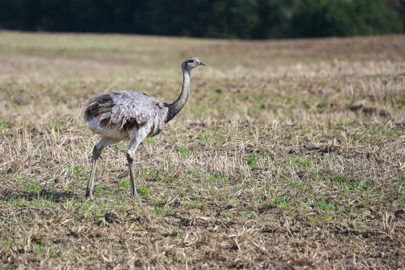 Nandu or greater rhea Rhea americana is walking on a stubble field in Mecklenburg West Pomerania, Germany, since 2000 a few of the birds escaped from a farm they have spread wild, copy space, selected focus, narrow depth of field. Nandu or greater rhea Rhea americana is walking on a stubble field in Mecklenburg West Pomerania, Germany, since 2000 a few of the birds escaped from a farm they have spread wild, copy space, selected focus, narrow depth of field