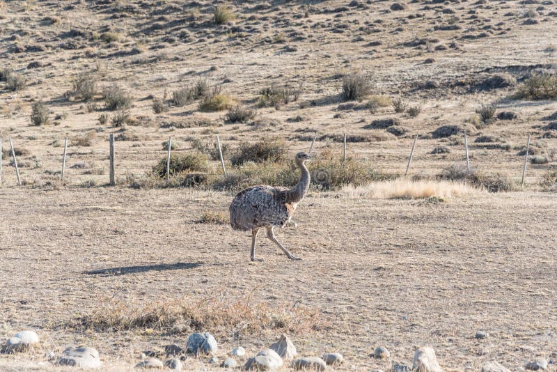 Wild Rhea in Parque Nacional Torres del Paine in Chile. Wild Rhea in Parque Nacional Torres del Paine in Chile