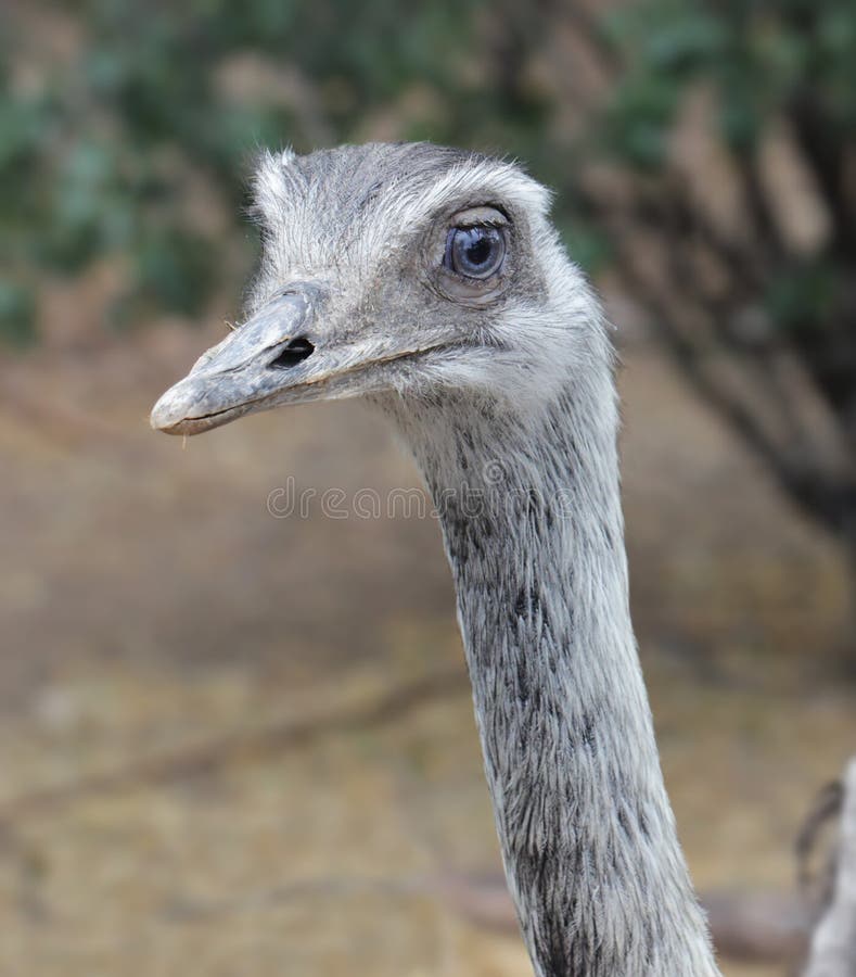 Close-up view of Rhea head. The Rheas are large ratites (flightless birds without a keel on their sternum bone) in the order Rheiformes, native to South America, related to the ostrich and emu. Close-up view of Rhea head. The Rheas are large ratites (flightless birds without a keel on their sternum bone) in the order Rheiformes, native to South America, related to the ostrich and emu.