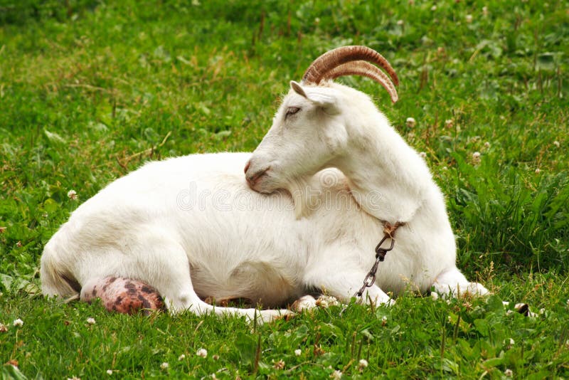 224 Tired Goat Stock Photos - Free & Royalty-Free Stock Photos from  Dreamstime