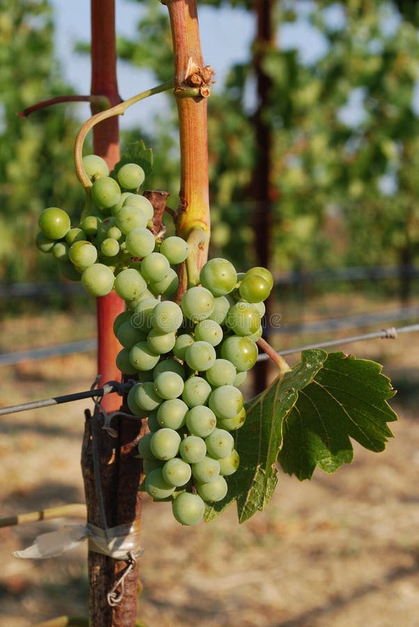 Napa grapes stock photo. Image of leaves, wine, nature 624026