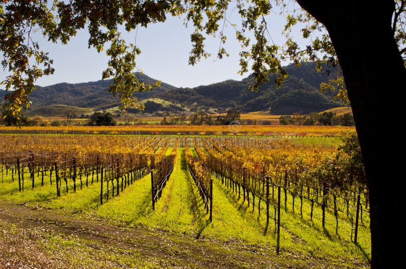 Napa Valley Kalifornien Autumn Vineyards royaltyfri bild Napa Valley Kalifornien Autumn Vineyards royaltyfri bild