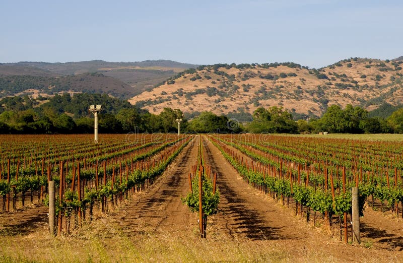 Napa Valley Vineyard at Sunset Stock Photo Image of foliage, reaching