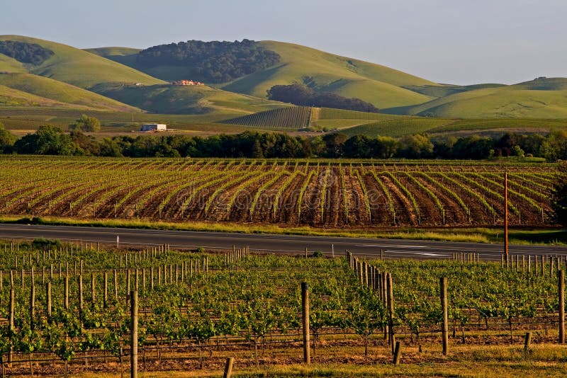 Napa Valley vineyard at sunset