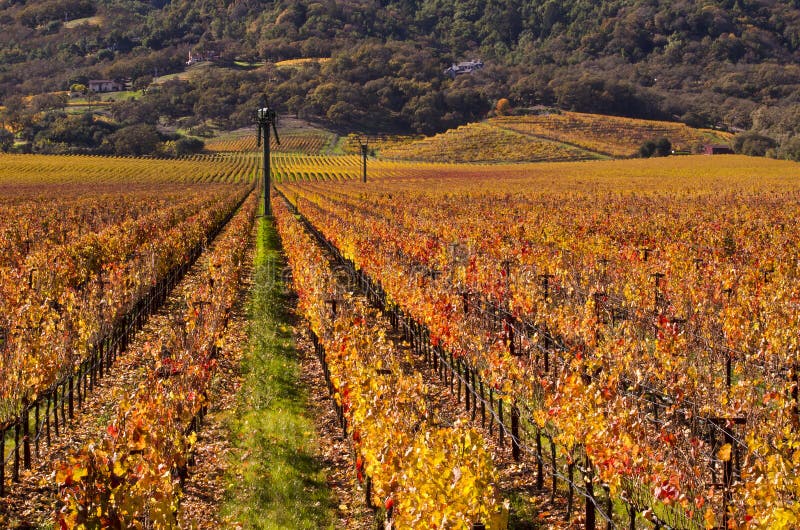 Napa Valley Vineyards in Fall