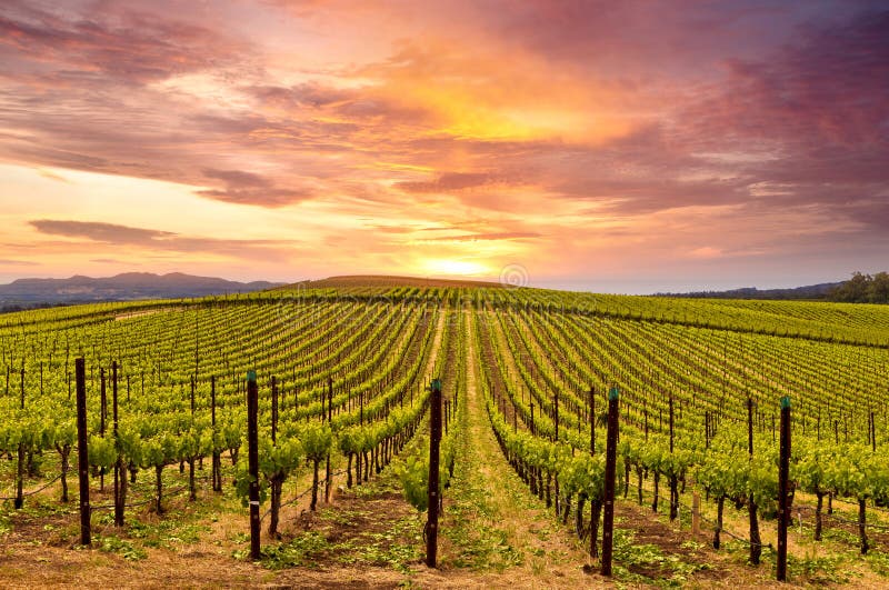 Tramonto sul la Valle primavera linee da vigneti un montagne.