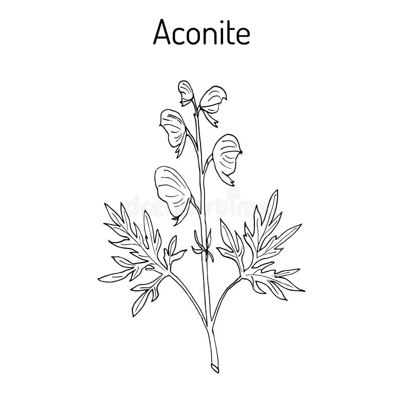 Aconite Aconitum napellus , flowering plant. Hand drawn botanical vector illustration. Aconite Aconitum napellus , flowering plant. Hand drawn botanical vector illustration