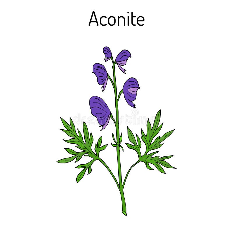 Aconite Aconitum napellus , flowering plant. Hand drawn botanical vector illustration. Aconite Aconitum napellus , flowering plant. Hand drawn botanical vector illustration