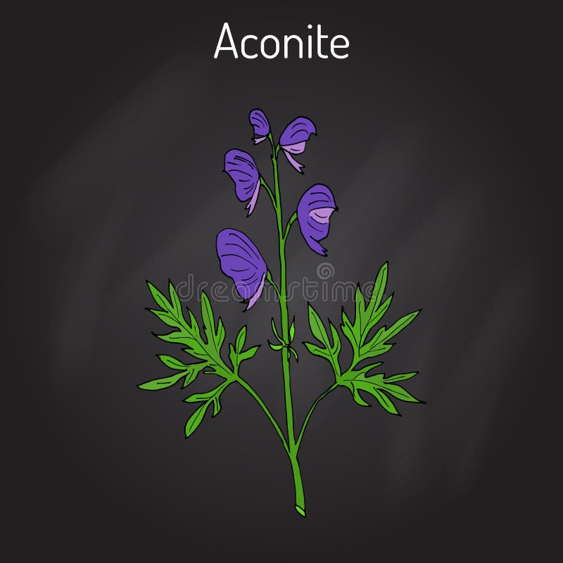 Aconite Aconitum napellus , flowering plant. Hand drawn botanical vector illustration. Aconite Aconitum napellus , flowering plant. Hand drawn botanical vector illustration