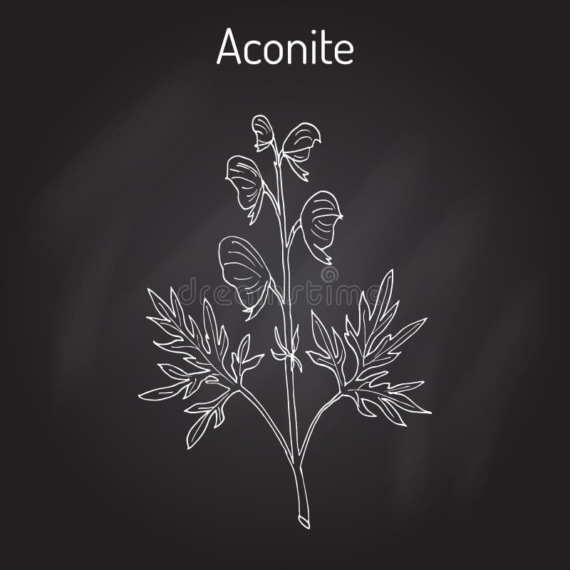 Aconite Aconitum napellus , flowering plant. Hand drawn botanical vector illustration. Aconite Aconitum napellus , flowering plant. Hand drawn botanical vector illustration