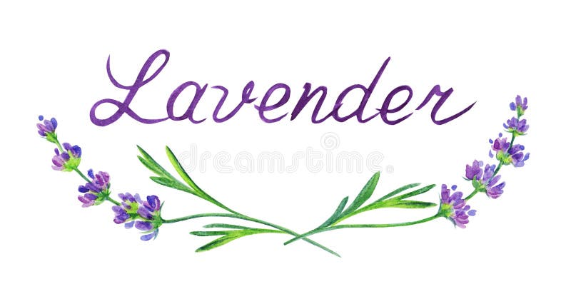 Napis lawenda i sprigs of lavender.